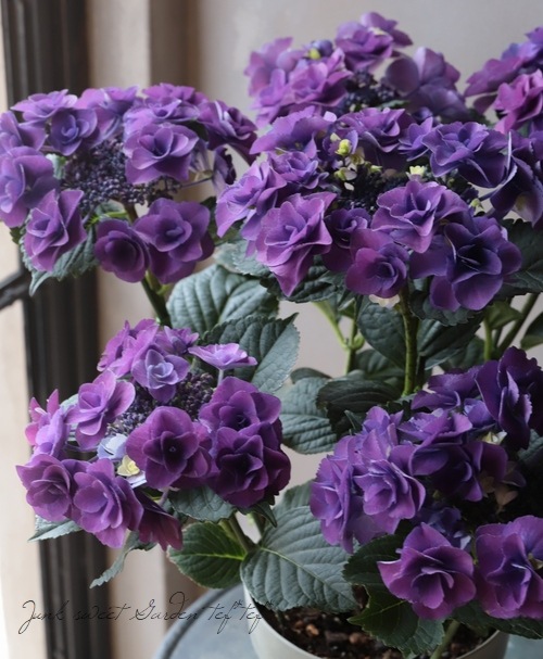 八重咲き紫陽花 フェアリーラブ ブルー すべての商品 Junk Sweet Garden Tef Tef
