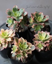 ��¿����ʪ�ۡ���ͼ�Ǥ� -�楦�Х�-�١��������˥���°