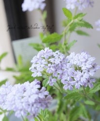 �ɺ��С��٥� �إϥʥ����ߡ�