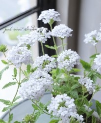 �ɺ��С��٥� �إ������ۥ磻�ȡ١إۥ磻�ȥ�������