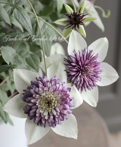 八重咲きクレマチス ビエネッタ すべての商品 Junk Sweet Garden Tef Tef