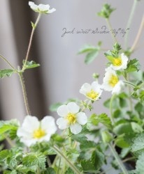 ݥƥƥ顡إڥȥꥹ (Хʥ)