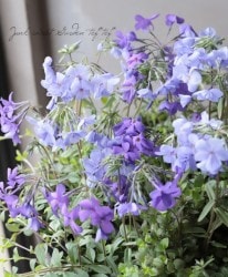 �����ե��å��������ȥ��˥ե��顡�إĥ�ϥʥ��Υ֡�