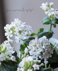 ����͡��ؤ����餳�ޤ���