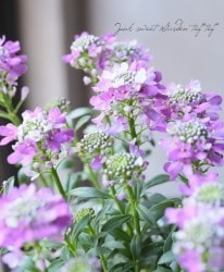 ���٥ꥹ���إ������󥢥᥸���ȡ�