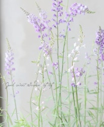 �ɺ���ʥꥢ��ɱ����𡡡إץ�ץ쥢���֥롼��