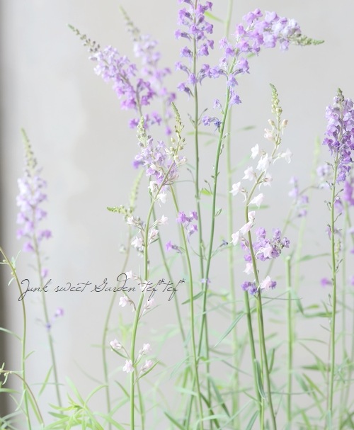 宿根リナリア・姫金魚草 『プルプレア・ブルー』 | すべての商品