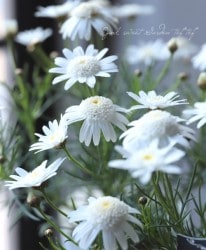 ���ա�Ȭ�ź餭�ޡ�����åȡ��إ��֥�����륷���������