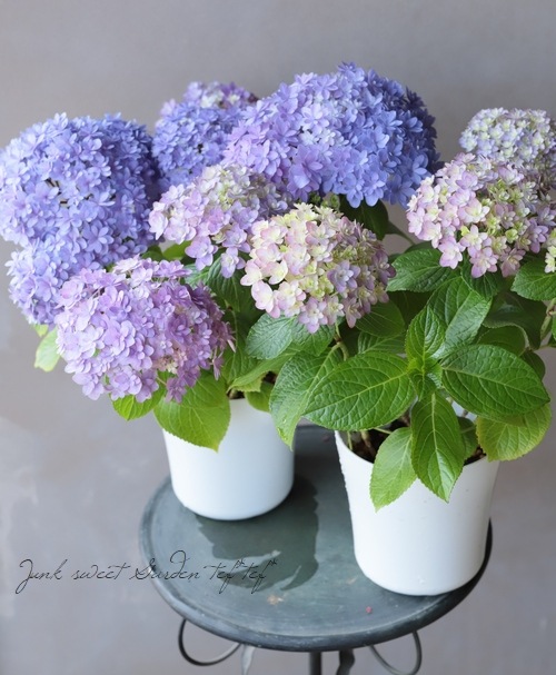 ハイドランジア 紫陽花 『ブリーディングセレクション 19B