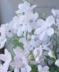 �ǥ�ե��˥��ࡡ�إԥ󥯡�