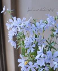 �ե��å������ǥ��Хꥫ�������إѥե塼��� �ڥ֥롼�� ����������