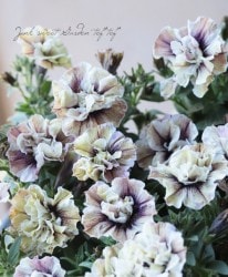 ڲ˧ꥸʥ Ȭź餭ڥ˥ꥨå إۥ磻ȡ١