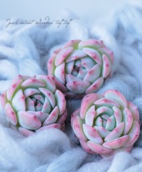 ��¿����ʪ�ۡ��إޥꥢ�١������٥ꥢ°