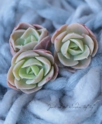 ��¿����ʪ�ۡ��إ٥륿�ʡ١������٥ꥢ°