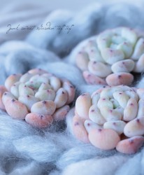 ��¿����ʪ�ۡ��إӥ���ȡ١������٥ꥢ°