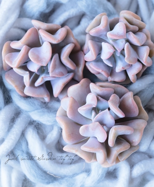 キュービックフロスティー錦 キュービックフロスティ錦 | 多肉植物 豆彦商店