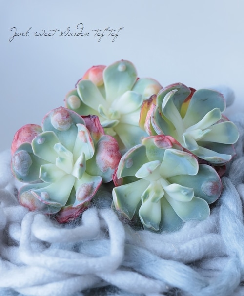 多肉植物 エケベリア ドロップマディバ 極上ピンク 大きめ