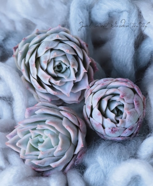 多肉植物】 『ローズクイーン』 エケベリア属 | すべての商品 | | Junk