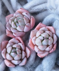 ��¿����ʪ�ۡ��إ�쥬�١������٥ꥢ°