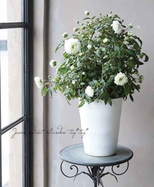 ボタンノイバラ』 和名『トキンイバラ』『トキンバラ』 | すべての商品