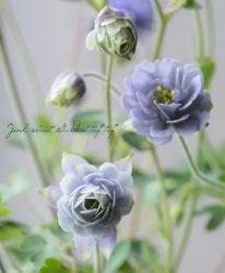 �����ޥ����إ��ॷ�󥰥֥롼��