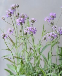 �С��٥ʡ��ꥮ�����إ٥Ρ����� �ѡ��ץ��