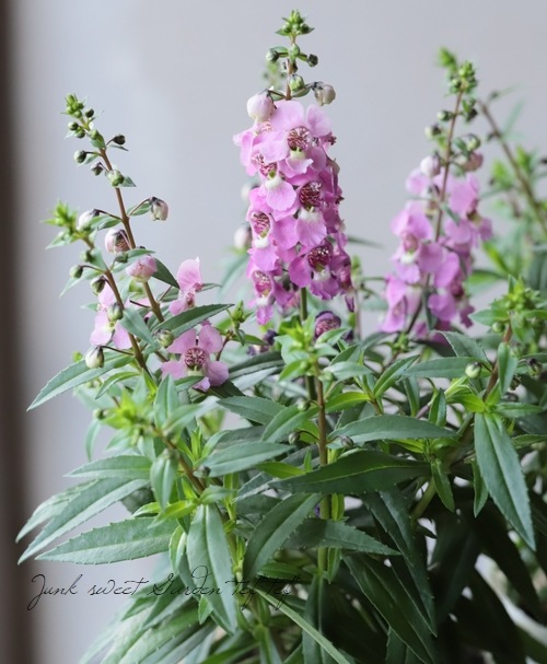 アンゲロニア セレニータ ラズベリー すべての商品 Junk Sweet Garden Tef Tef