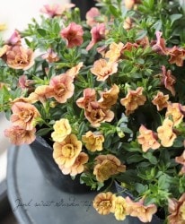 ֥饳ƥե쥬󥹥ݥ E06