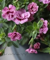 ֥饳ƥե쥬󥹥ݥ E04