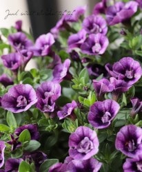 ֥饳ƥե쥬󥹥ݥ E05