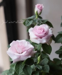 �ߥ˥Х顡�إ����å��奢���١�