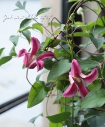 ����ޥ������إץ�󥻥��������ʡ١�