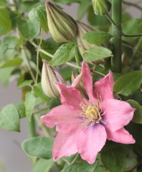 ����ޥ������إ�ȥ�ޡ��ᥤ�ɡ�