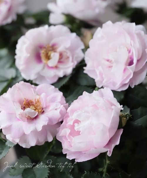 リンゼアナ✕クスビダータメンチャカパラセンシスパラス♥️ リンゼアナ✕クスビダータメンチャカパラセンシスパラス♥️ 【公式通販】