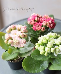 󥳥⥢ե3åȡإѥ+ԥ󥯥ѥ+ޥɥ꡼ɡ١