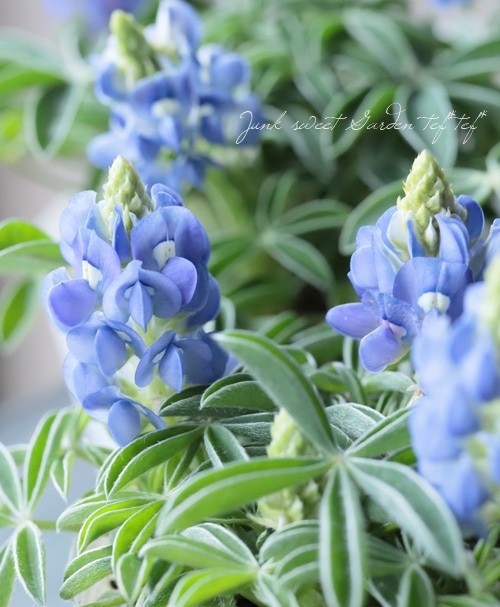 ルピナス 『ブルーボンネット』『ブルーボネット』 | すべての商品