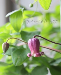 �䷿����ޥ�������������ʷϡ��ذ��η���