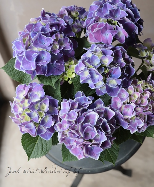 紫陽花 『ホットチボリ』 | すべての商品 | | Junk sweet Garden tef*tef*