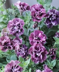 ڲ˧ꥸʥ Ȭź餭ڥ˥ꥨåȡإ磻١