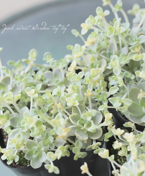 多肉植物】セダム 『子持ち蓮華-コモチレンゲ-』 カスタード | すべて