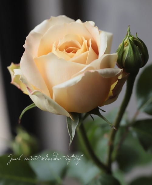 バラ苗・四季咲き 『キャラメルアンティーク』 | すべての商品