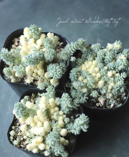 多肉植物】セダム 『クリームタマタンパク』 (斑入り玉蛋白) | すべて