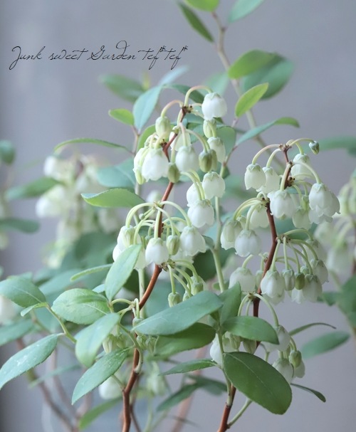 ゼノビア・プルベルレンタ 『すずらんの木』 | すべての商品 | | Junk