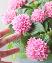 ��쥢�����纬���ꥸ�ʥ��ʼ�� ���۲֡��ذ��� -�����ͥ���-��