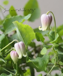 �䷿����ޥ�������������ʡ��إС��������顼��