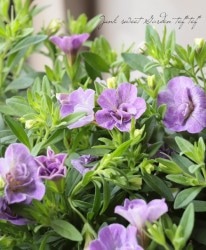 ֥餵Υ֥饳إ֥롼١