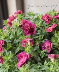 ֥餵Υ֥饳NOZOMIإå