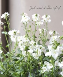 ǥ⡼˥󥰥ߥȡإۥ磻ȡ