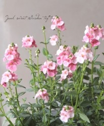 ǥ⡼˥󥰥ߥȡإ饤ȥԥ󥯡