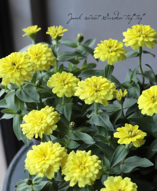 ジニア・ザハラ 『イエロー』八重咲き！ | すべての商品 | | Junk